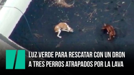 Luz verde para rescatar con un dron a tres perros atrapados por la lava