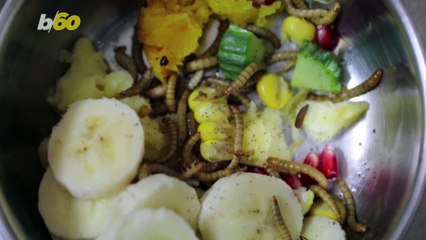 Macedonia is Home to Skopje Zoo's Baby Marmoset