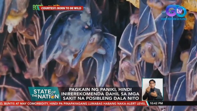 Pagkain ng paniki, hindi inirerekomenda dahil sa mga sakit na posibleng dala nito | SONA