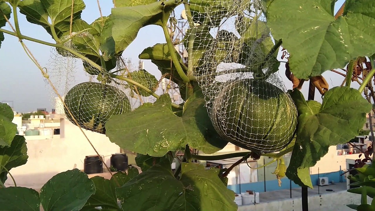 How to Grow Melon in Pot/Container video Dailymotion