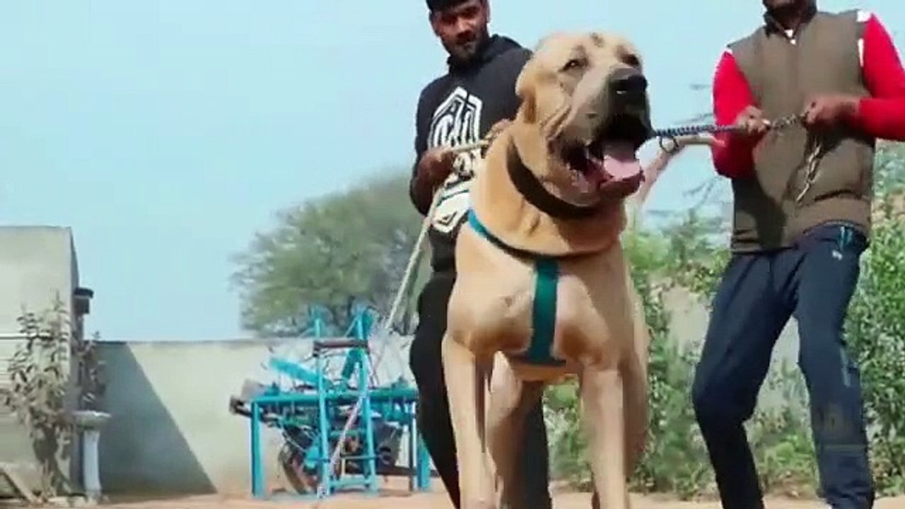 Danger dogs