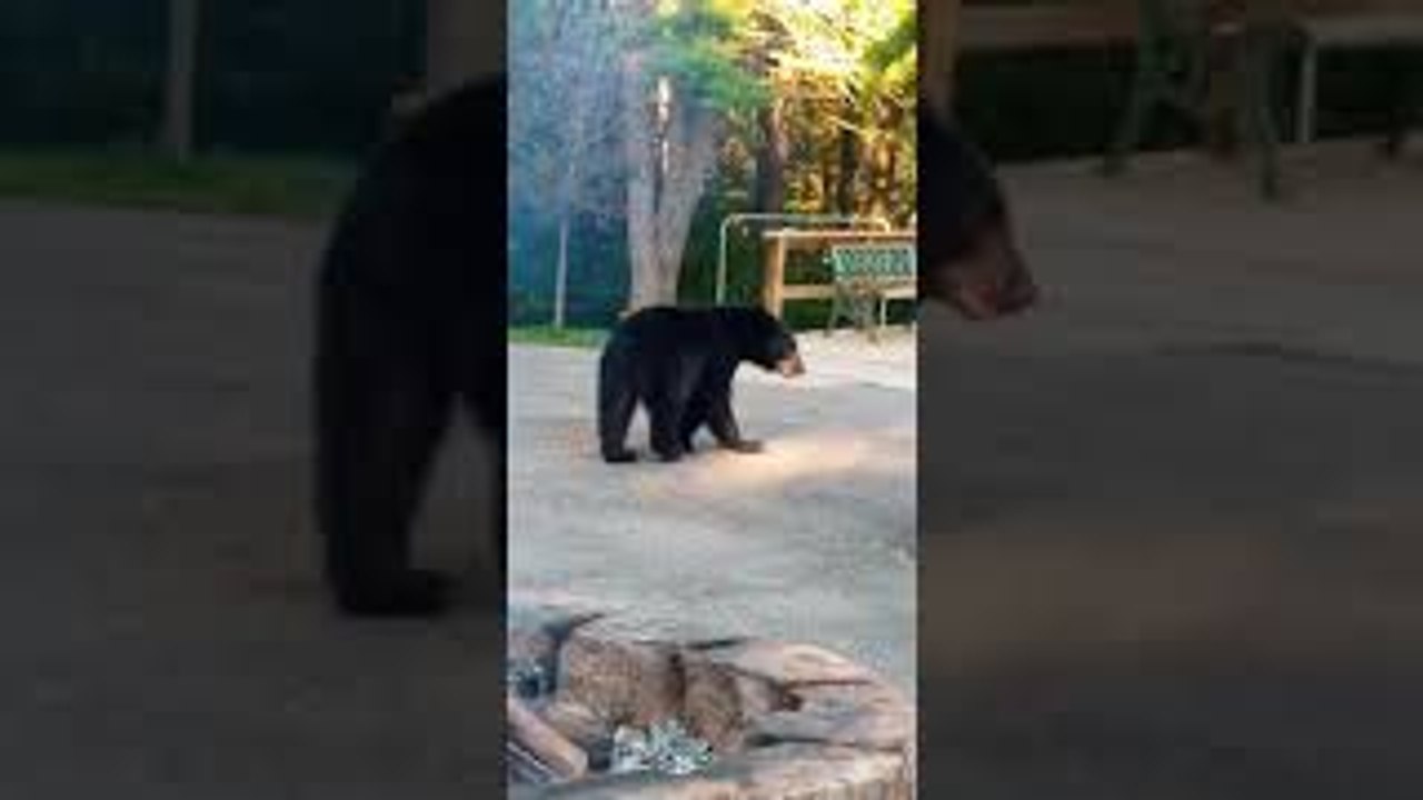 Black Bear Snoops Around Campsite