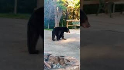 Black Bear Snoops Around Campsite