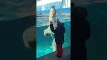 Polar Bear Plays By Boy in the Pool