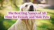 The 50 Best Dog Names of All Time for Female and Male Pets