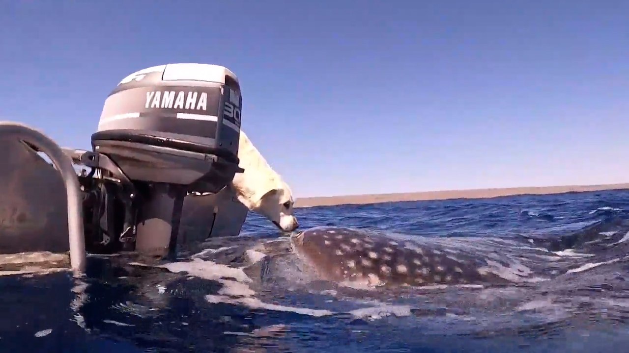 Australie : l'incroyable rencontre entre une chienne et un requin-baleine