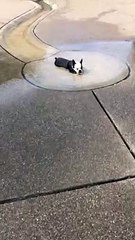 Random Dog at the Park Swallowed too Much Water