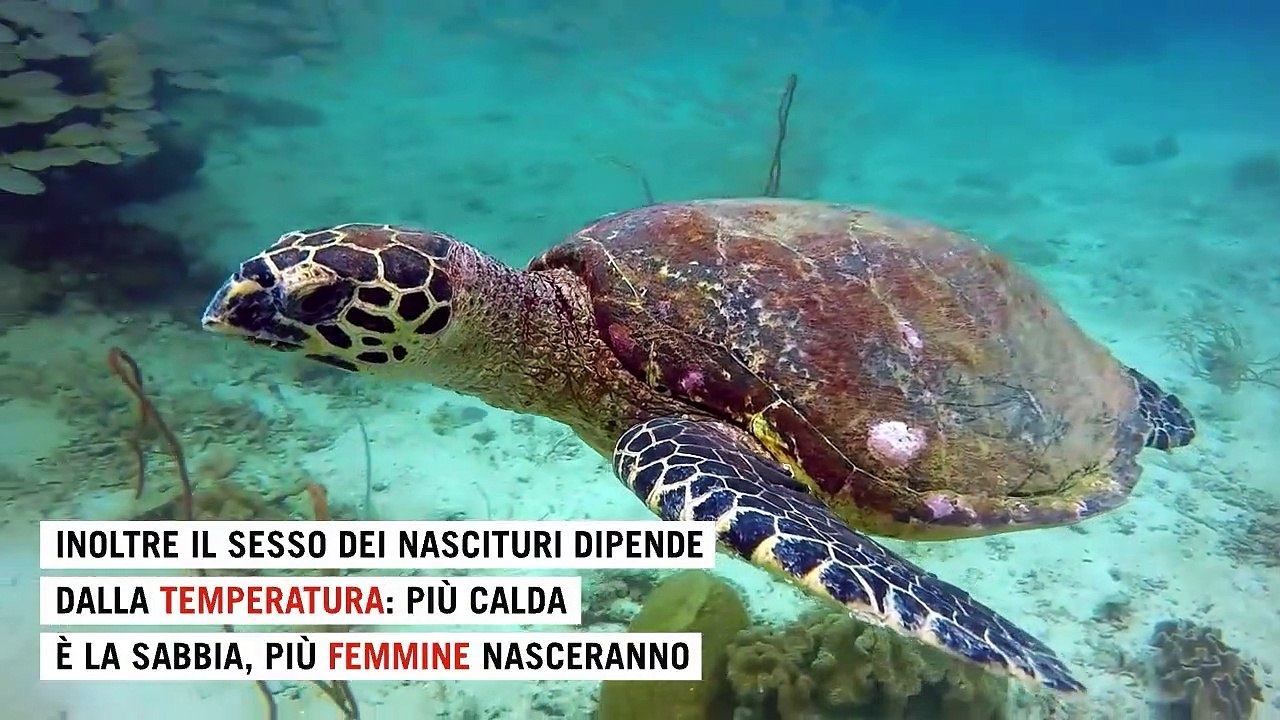 Le 4 specie che non ti aspetti messe alla prova dalla crisi climatica