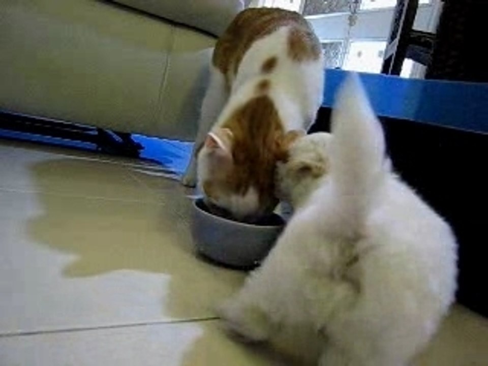 PuppyVersusCat