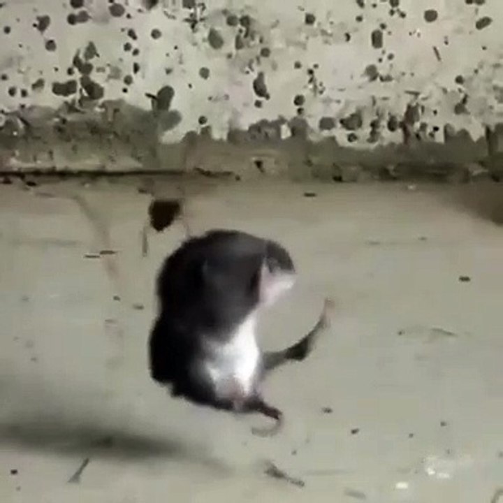 Cette araignée a capturé son repas... un gros repas