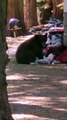 2-Year-Old Bear Cub Calls Campers Bluff