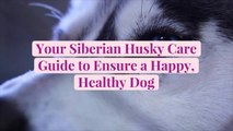 Your Siberian Husky Care Guide to Ensure a Happy, Healthy Dog