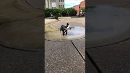 Random Dog at the Park Swallowed too Much Water