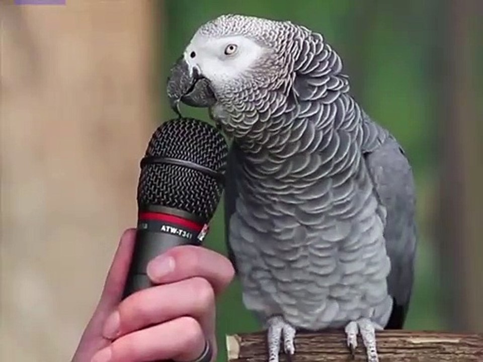 a parrot talking funny   الببغاء الفكاهي المشهور