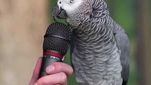 a parrot talking funny   الببغاء الفكاهي المشهور