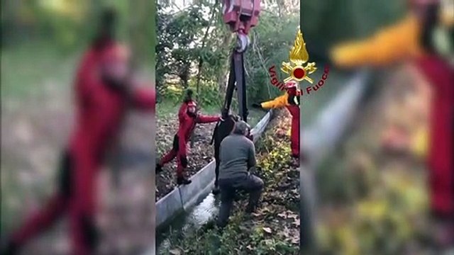 Bloccate in un canale: soccorse cavalla e cavallerizza dai Vigili del fuoco - VIDEO