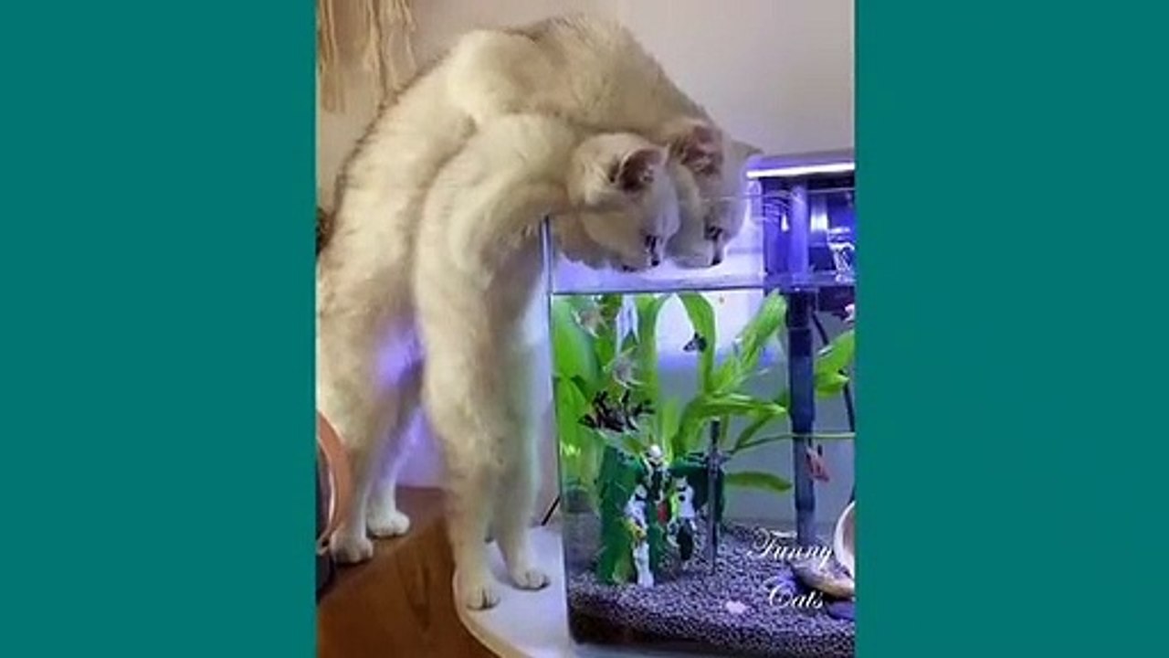 Funny cat complication 01