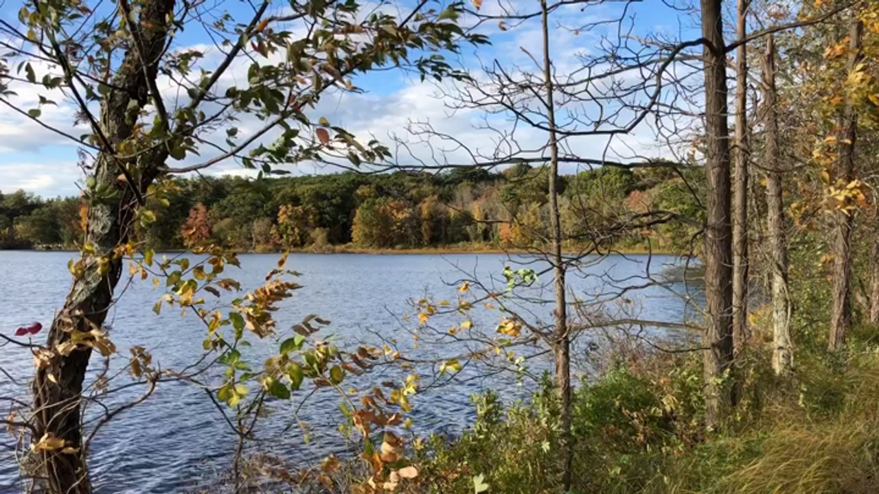 Fall Foliage