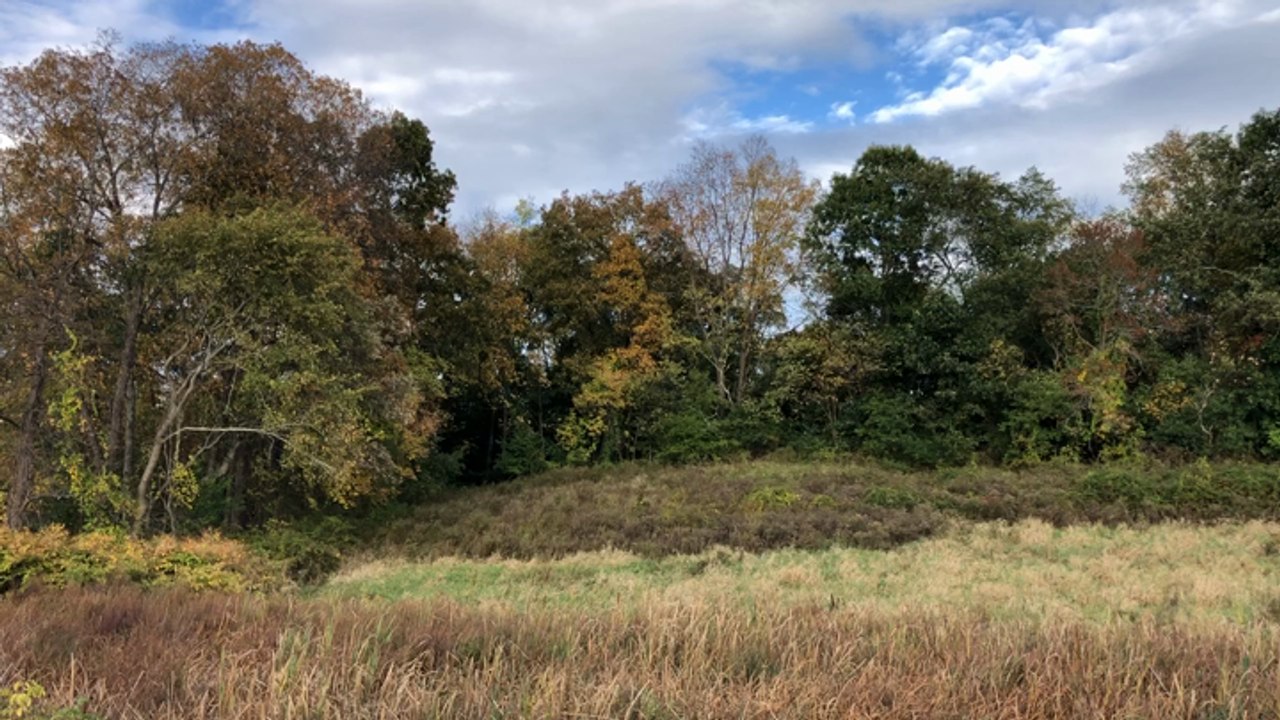 Fall Foliage