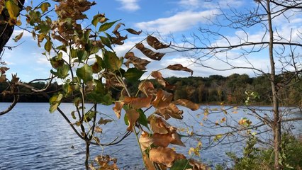 Fall Foliage