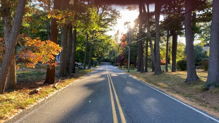 Footage of Changing Leaves