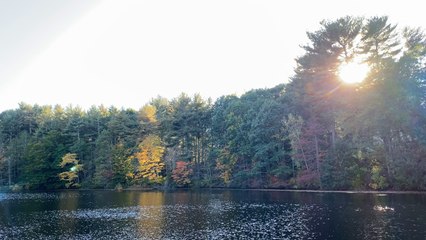 Footage of Changing Leaves