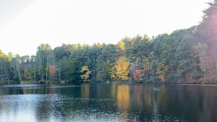 Footage of Changing Leaves