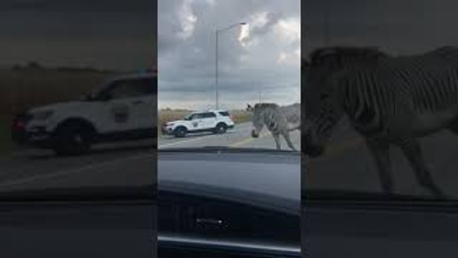 ⁣Pair of Zebras Flee From Illinois Police