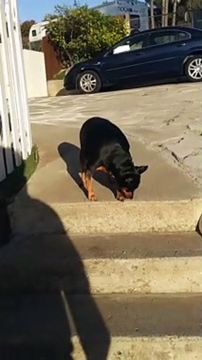 How a very fat dog came down the stairs