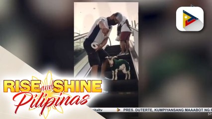 Si Jay, ang kambing na trending dahil sa pamamasyal sa mall