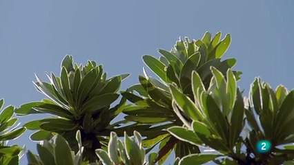 África extrema(2) Sobrevivir en la cumbre. Las montañas del dragón.