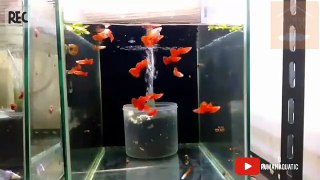 GUPPY | GETTING TO KNOW GUPPY FISH | HOUSE AQUATIC Q | RUMAH AQUATIC Q