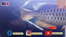 ARWANA GOLDEN RED HIGHBACK | KNOWING ARWANA GOLDEN RED HB | Arowana FISH | HOUSE AQUATIC Q | RUMAH AQUATIC Q