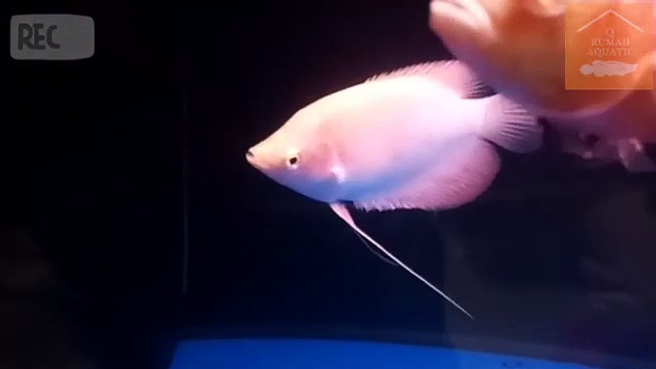 GURAME PADANG | GETTING TO KNOW PADANG GURAME FISH | GURAME FISH | PADANG GURAME FISH | HOUSE AQUATIC Q