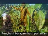 Harvesting crops in Indonesia