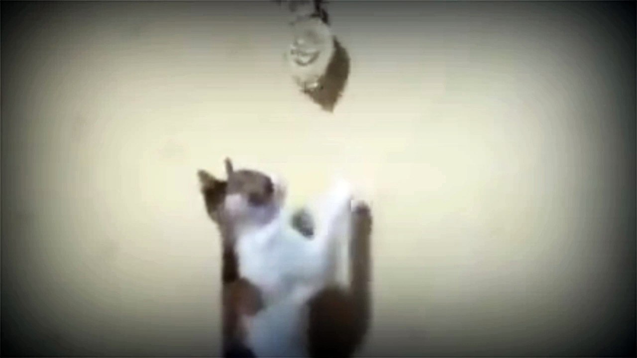 Kucing imut