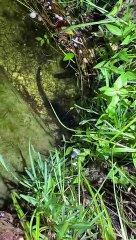 Snakes & Crocodile in Florida Got to make a little trip