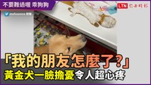 「我的朋友怎麼了嗎？」黃金犬一臉擔憂　讓人超心疼