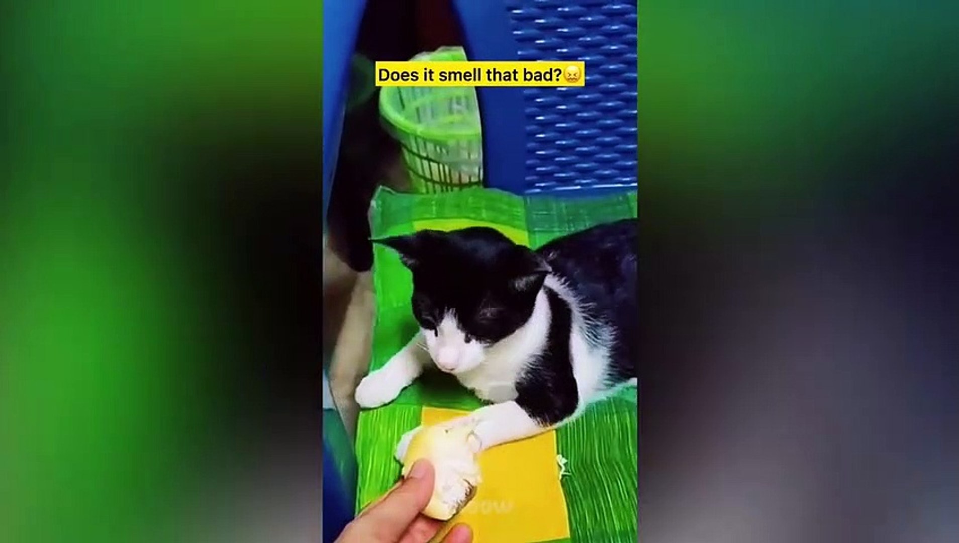 ⁣Try Not To Laugh - Funny Pets Reaction Videos
