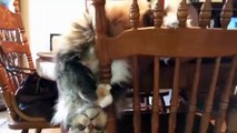 Top funny Cats videos - Funniest Cats - Don't try to hold back Laughter - Funny Cats Life