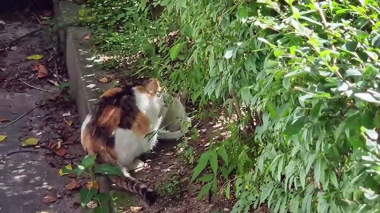 警戒しながら食事