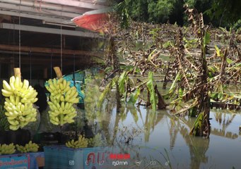 สวนกล้วยจมน้ำ ซื้อ "กล้วยไข่" ราคาเท่าไหร่กันบ้าง (มีคลิป)