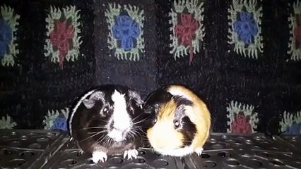 CAVIA PORCELLUS DAVID 20200923_062421 REPAIRED