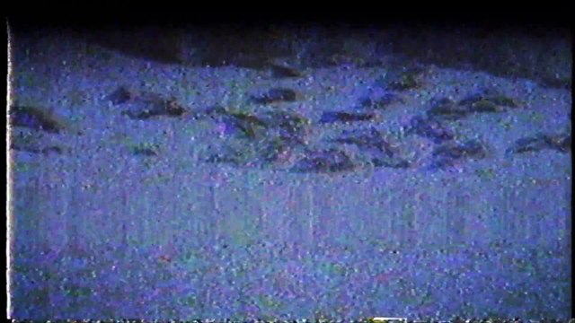 Légendes Pokémon Arceus - Images inédites de la région de Hisui (found footage)