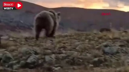 Ayının peşinden koşup, yaklaşarak selfie çekti