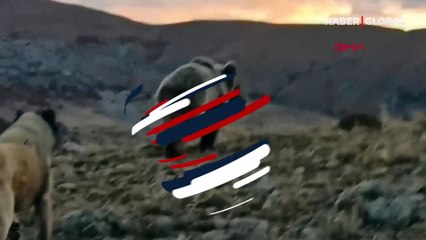 Tunceli Ovacık'ta 'pes' dedirten fotoğraf sevdası! Selfie için ayının peşinden koştu