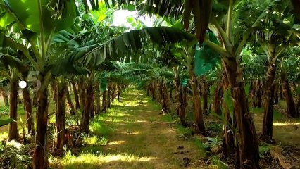 [BA] Gardons la banane ! - 26/10/2021