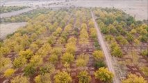 (Drone) Kayısı ağaçları sonbaharda görsel şölen sunuyor