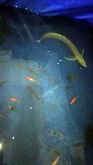 arwana silver red brazil