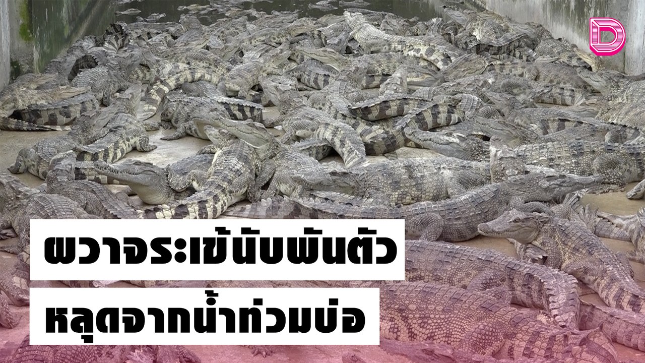 โคราชผวาจระเข้เลี้ยงยาว 2.5 ม.นับพันตัวหลุดจากน้ำท่วมบ่อ| เดลิ[HOT]นิวส์ 20/10/64